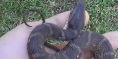 Macon snake
